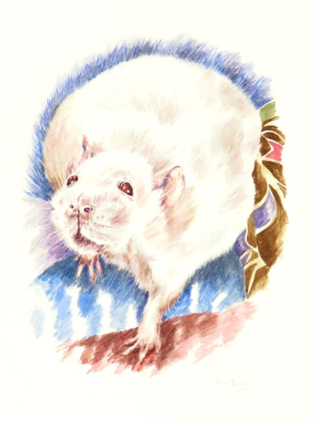 White Rat